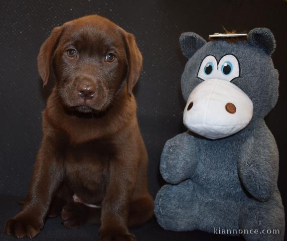 Chiots labradors lof a donner