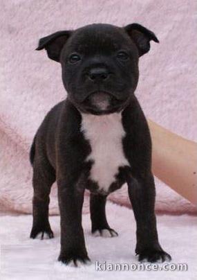 Chiots Staffordshire Bull Terrier LOF a donner