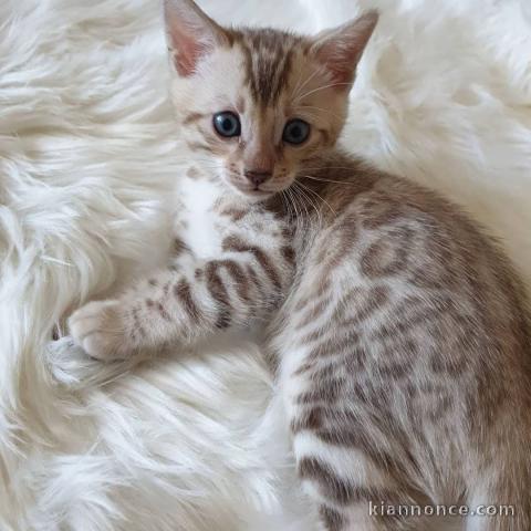 magnifique chaton Bengal disponible de suite 