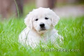 Golden Retriever non LOF A Donner Gratuitement Contre Bon Soin