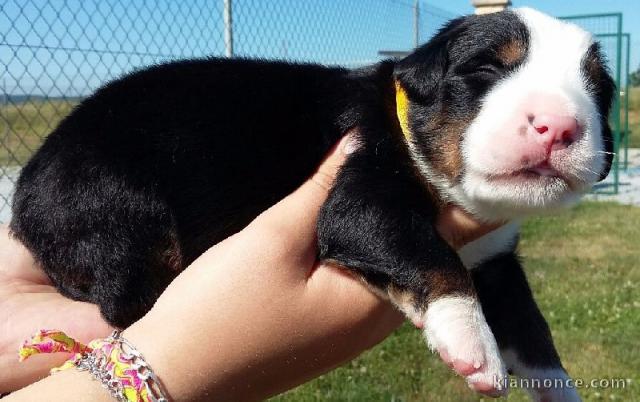 Splendide chiot bouvier bernois femelle