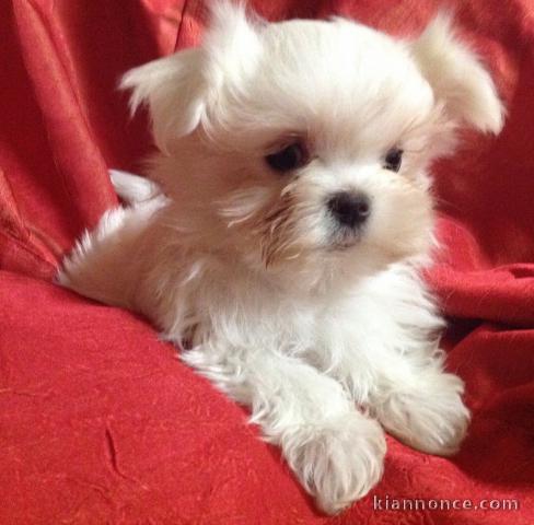 A donnez Chiot Bichon Maltais femelle