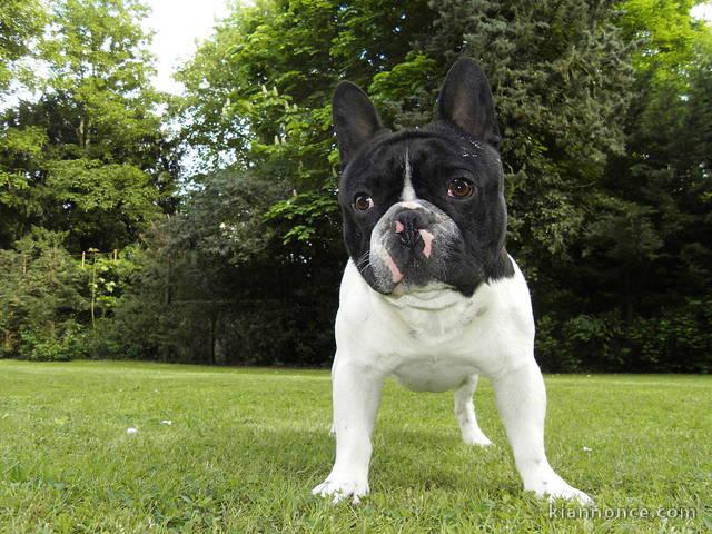 Magnifique chiots bouledougue Français a adopter