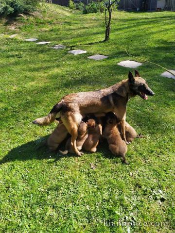 Chiots Malinois a Donner