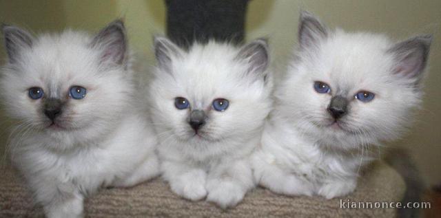 Magnifique chatons sacré de Birmanie disponibles.