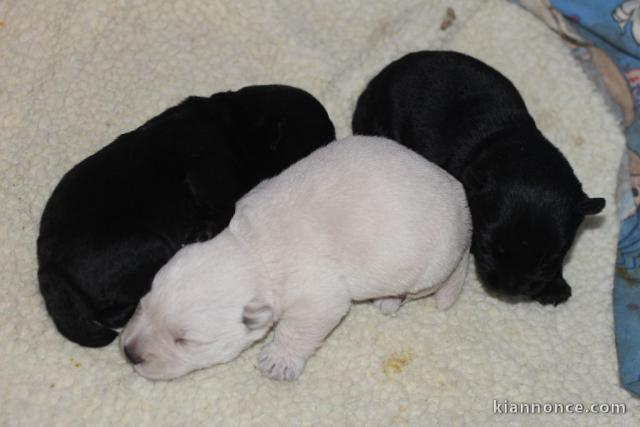 Chiots Scottish Terrier a ndonner 