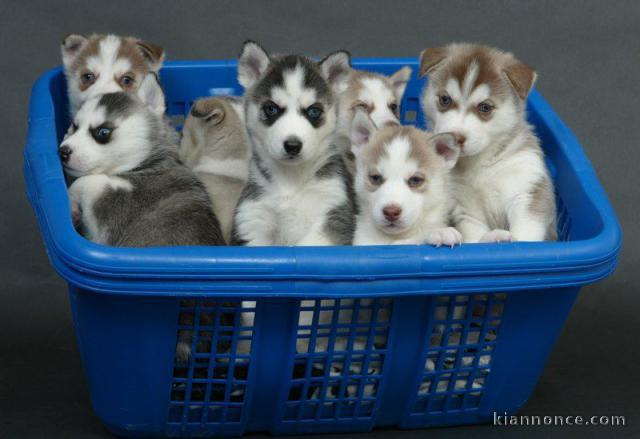 Magnifique chiots de Husky Sibérien pour Adoption 