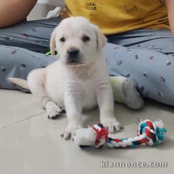 donne contre bon soin mes chiots de race labrador retreiver