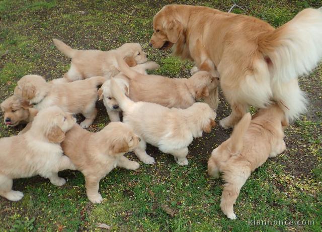  Magnifiques Chiots Golden Retriever Pure Race