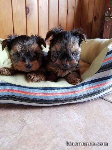  magnifique Chiots Yorkshire