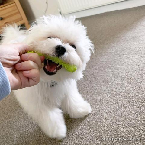 magnifique chiot bichon maltais