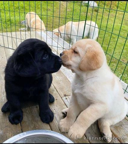 Adorables  chiots labrador disponible pour adoption.