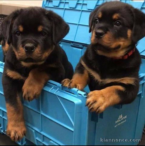 Adorables  chiots rottweilers disponible pour adoption.