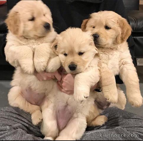 Adorables  chiots golden retriever  disponible pour adoption.