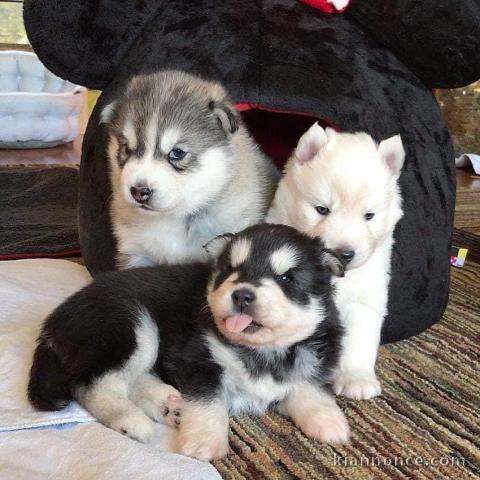 Adorables  chiots husky sibérien  disponible pour adoption.