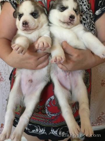  Superbes chiots Husky siberien