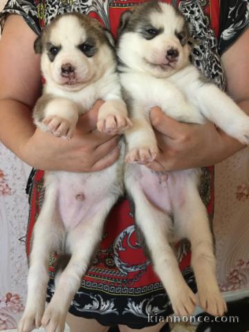  Superbes chiots Husky siberien