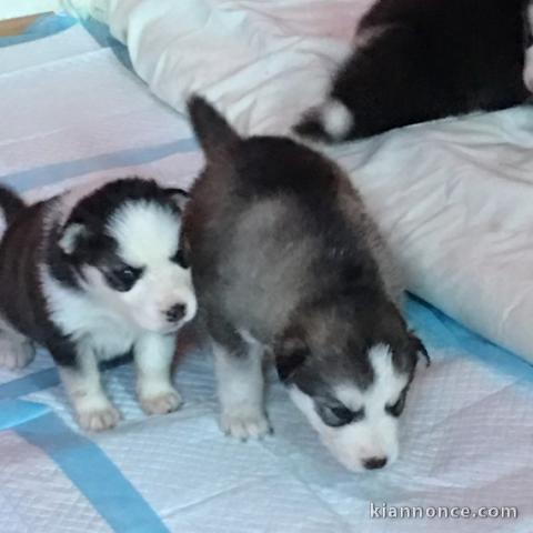  Superbes chiots Husky siberien