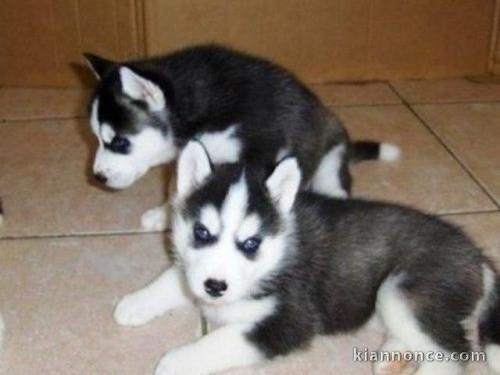  Superbes chiots Husky siberien