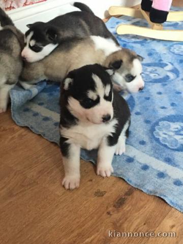  Superbes chiots Husky siberien