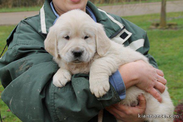 A DONNER Magnifique Chiot Golden Retriever Pure Race