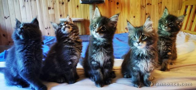 4 chaton main coon a donner
