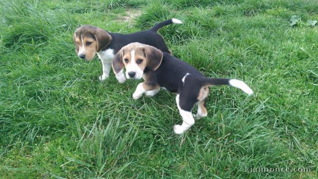Adorable  chiots beagle disponible pour adoption