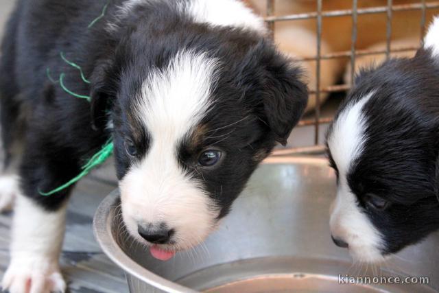 chiots Border Collie Adorable