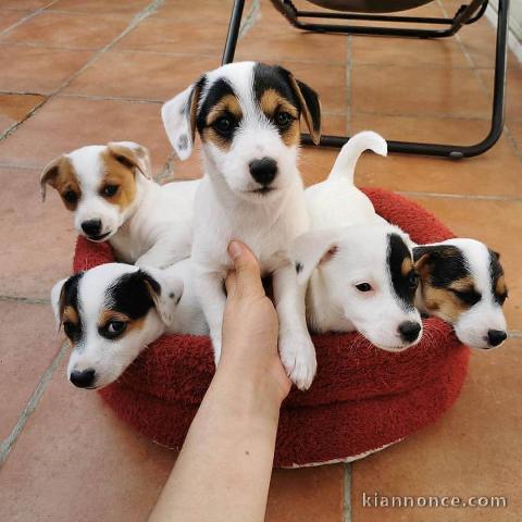 donne contre bon soin mes chiots de race jack russell