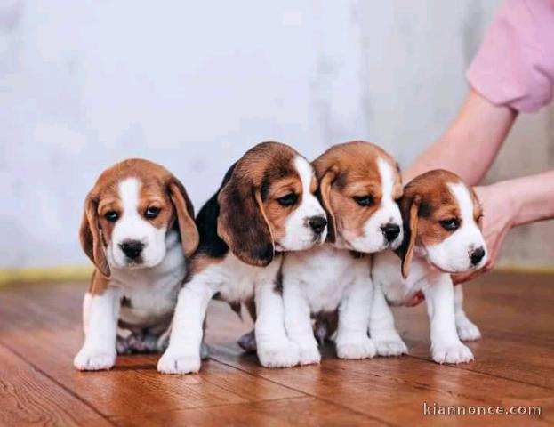 Adorables chiots beagles