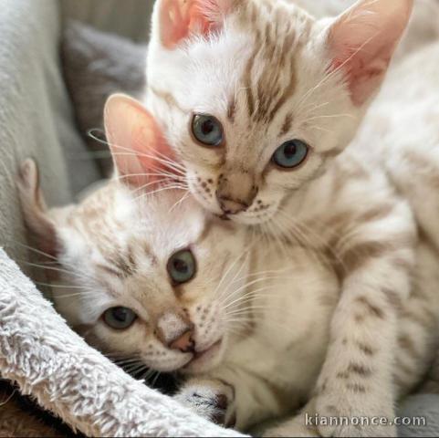 Adorables  chatons bengal disponible pour adoption