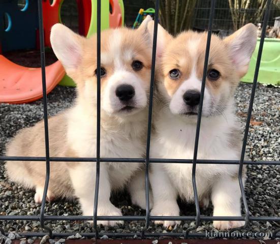 Chiot Welsh Corgi Pembroke