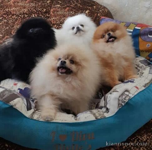 Magnifiques chiots spitz nains pomeranien