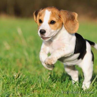 Chiots beagle trois mois