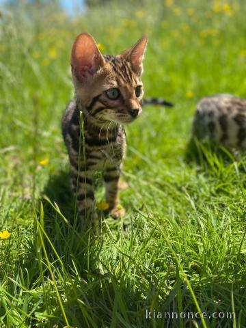 A donner chatons bengal
