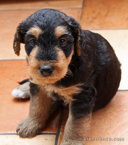 Chiots airdela terrier trois mois