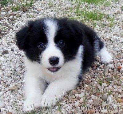 Chiots border collie trois mois