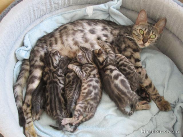 Adorables Chatons Bengal Pure Race