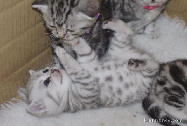 Adorables  chatons British Shorthair disponible pour adoption