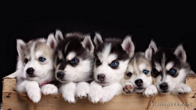 Magnifiques Chiots Husky Siberien Pure Race