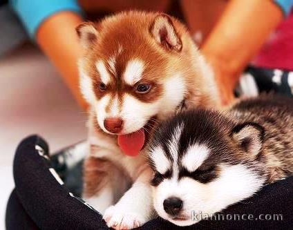 Magnifiques Chiots Husky Siberien Pure Race