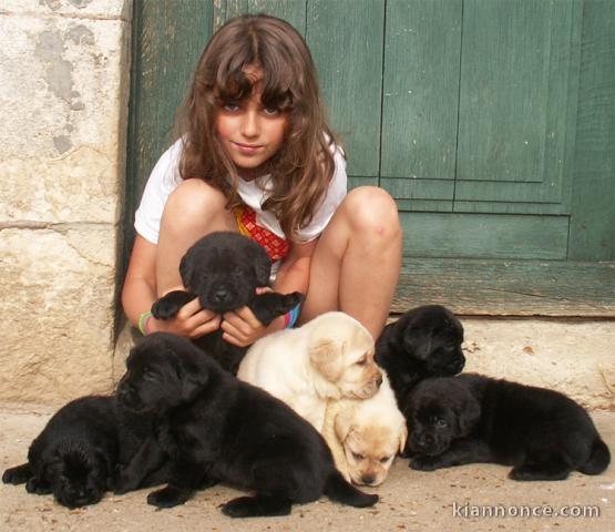 Magnifiques Chiots Labrador Retriever Pure Race