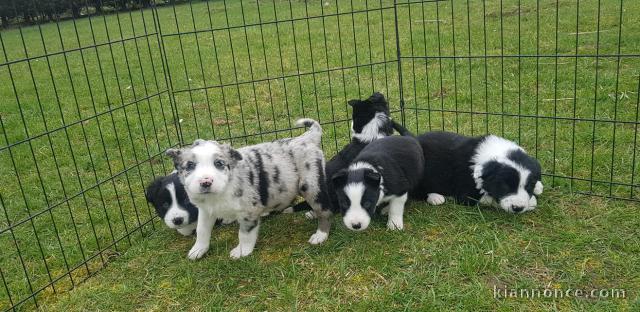 Magnifiques Chiots Border Collie Pure Race