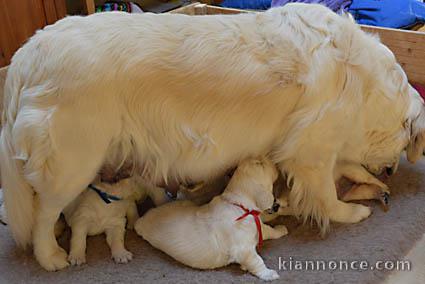 Magnifiques Chiots Golden Retriever Pure Race