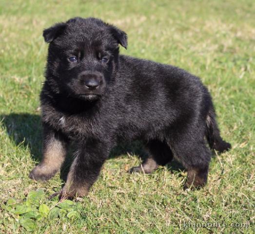 Donne chiot type Berger allemand 