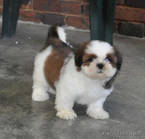 Donne chiot type  shih tzu 