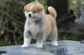 Donne chiot type Akita