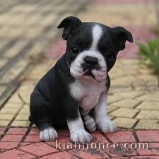 Donne chiot type  Boston terrier