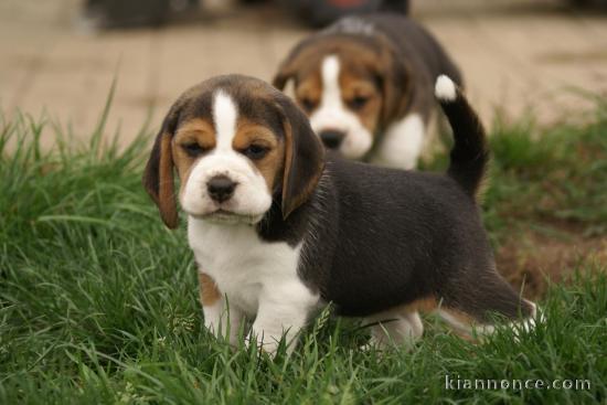 Donne chiot type Berger Beagle 