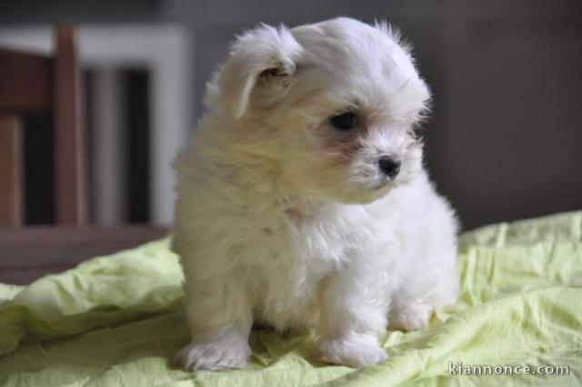 Donne chiot type Bichon havanais